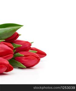 blooming red tulips with green leaves and stem isolated on white background, spring flowers, element for designer, flowers are in the corner