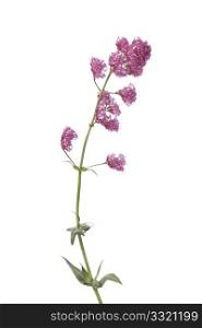 Blooming red valerian on white background