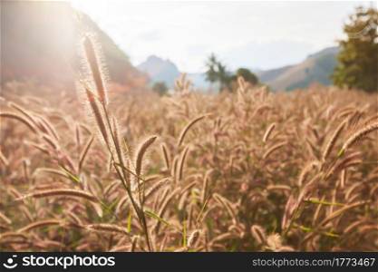 Blooming reed flowers against sunrise in a valley, mountain range blurred in the backgrounds. Morning motivation concept. Selective focus.