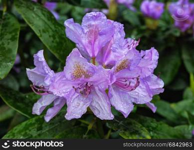 Blooming rhododendron bush in a garden