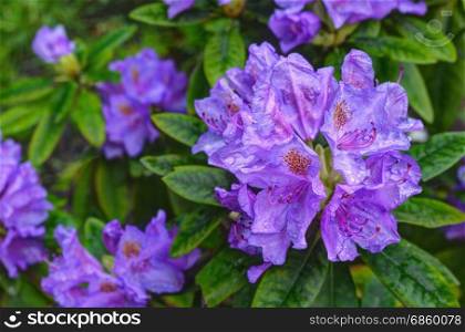 Blooming rhododendron bush in a garden