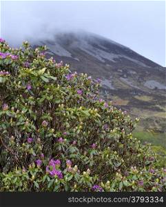 Blooming rhododendron bush on Errigal mountain background