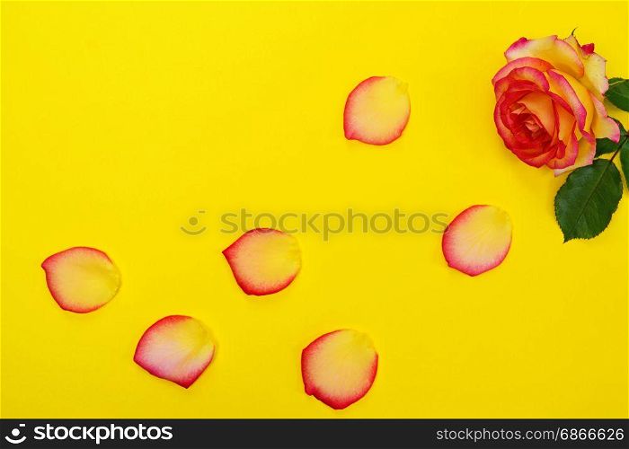 Blooming rose and petals on a yellow background