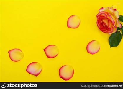 Blooming rose and petals on a yellow background