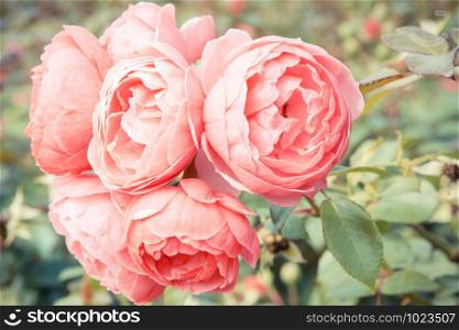 Blooming rose flowers in sunny garden or park, seasonal flowers. Blooming rose flowers in garden, seasonal flowers