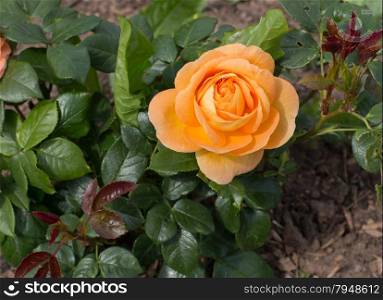 Blooming rose in garden bed in spring