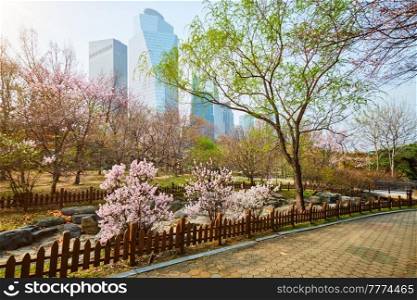 Blooming sakura blossoms flowers in Yeouido Park public park in Seoul, Korea. Yeouido Park in Seoul, Korea