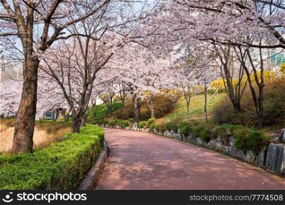 Blooming sakura cherry blossom alley in park in spring, Seokchon lake park, Seoul, South Korea. Blooming sakura cherry blossom alley in park