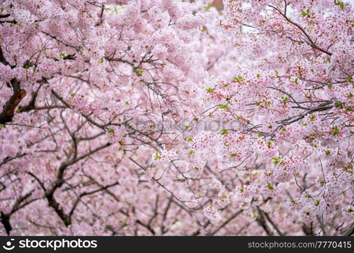 Blooming sakura cherry blossom background in spring, South Korea. Blooming sakura cherry blossom