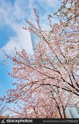 Blooming sakura cherry blossom branch with skyscraper building in background in spring, Seoul, South Korea. Blooming sakura cherry blossom alley in park