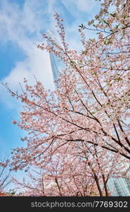 Blooming sakura cherry blossom branch with skyscraper building in background in spring, Seoul, South Korea. Blooming sakura cherry blossom alley in park