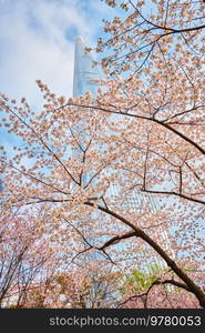 Blooming sakura cherry blossom branch with skyscraper building in background in spring, Seoul, South Korea. Blooming sakura cherry blossom alley in park