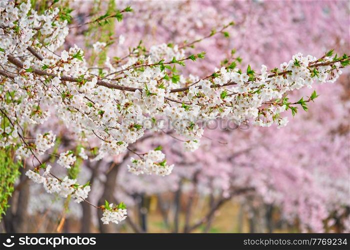 Blooming sakura cherry blossom close up background in spring, South Korea. Blooming sakura cherry blossom