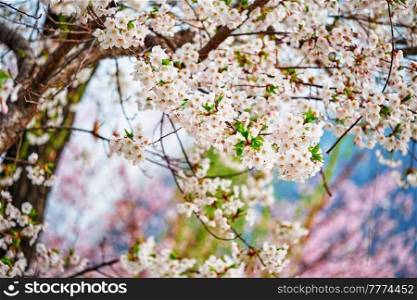 Blooming sakura cherry blossom close up background in spring, South Korea. Blooming sakura cherry blossom