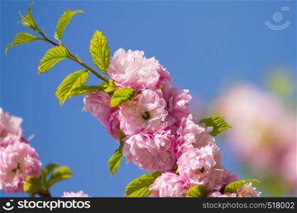 Blooming sakura flowers against the sky in spring