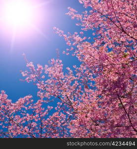 Blooming sakura on the blue sky background