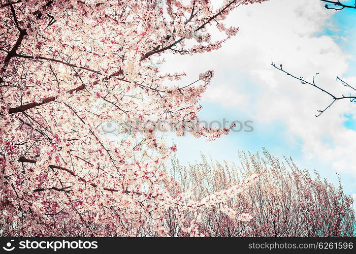 Blooming sakura tree on sky background in garden or park. Spring nature.