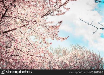 Blooming sakura tree on sky background in garden or park. Spring nature.