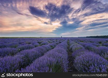 Blooming scented lavender flower fields in endless rows. Sunset field.