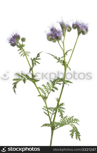 Blooming scorpion weed on white background