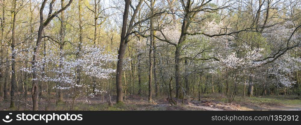 blooming shadbush or amelanchier in dutch early spring forest in the netherlands