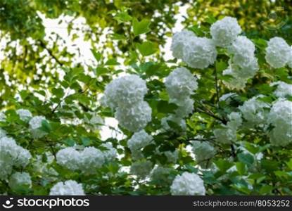 blooming snowball tree common in the summer garden under the bright rays of the sun. boule de neige.. blooming snowball tree common in the summer garden under the bright rays of the sun. boule de neige. Large white ball-shaped flower closeup