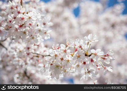 Blooming spring flowers as a colorful background