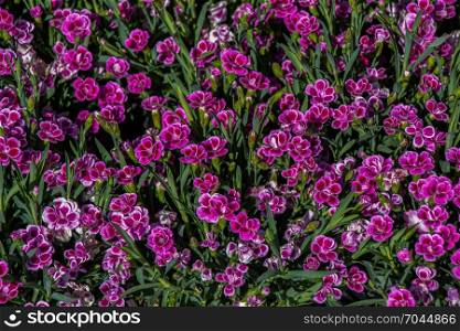 Blooming spring flowers as a colorful background