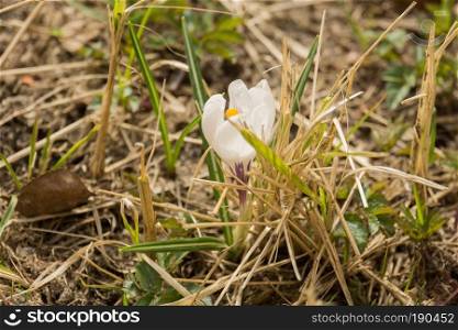 Blooming spring flowers white crocus growing from earth outside.