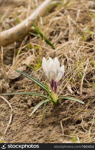 Blooming spring flowers white crocus growing from earth outside.