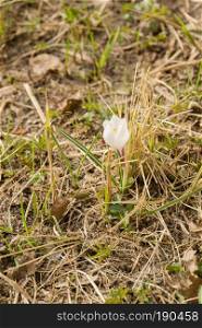 Blooming spring flowers white crocus growing from earth outside.