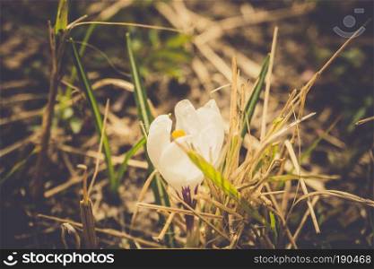 Blooming spring flowers white crocus growing from earth outside, filtered background.