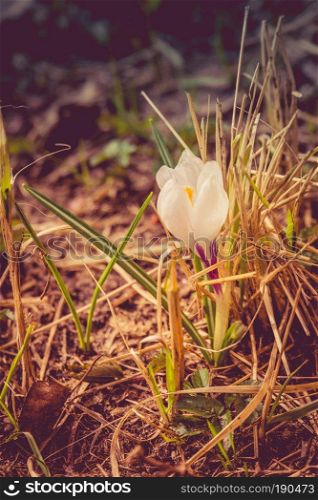 Blooming spring flowers white crocus growing from earth outside, filtered background.
