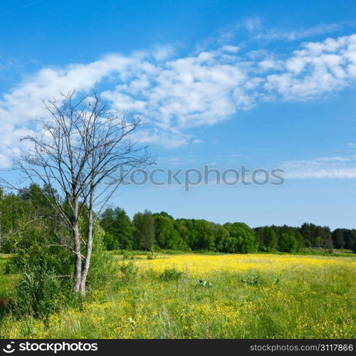 Blooming spring meadow and dry tree, sky with clouds.