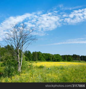 Blooming spring meadow and dry tree, sky with clouds.