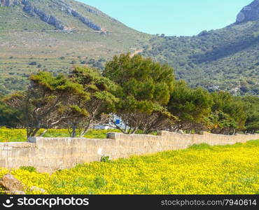 Blooming spring meadow on the island. Favignana, Sicily