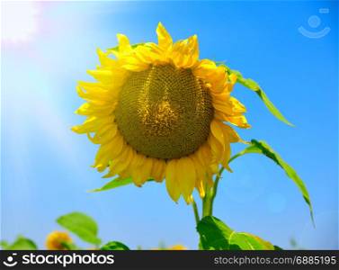 blooming sunflower against the blue sky in the rays of the bright sun, summer day