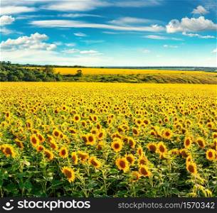 Blooming sunflower field on a sunny summer evening. Field in the evening