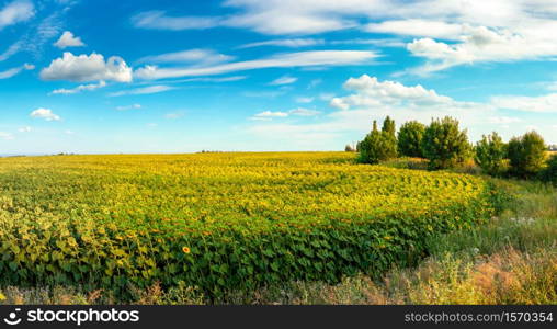 Blooming sunflower field on a sunny summer evening. Sunflower in the evening