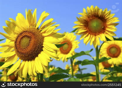 Blooming sunflower field with bright blue sky