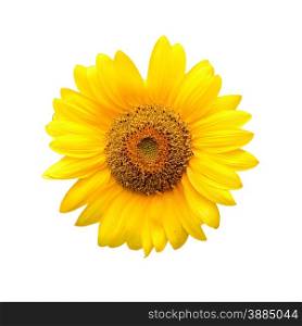 blooming sunflower isolated on white background