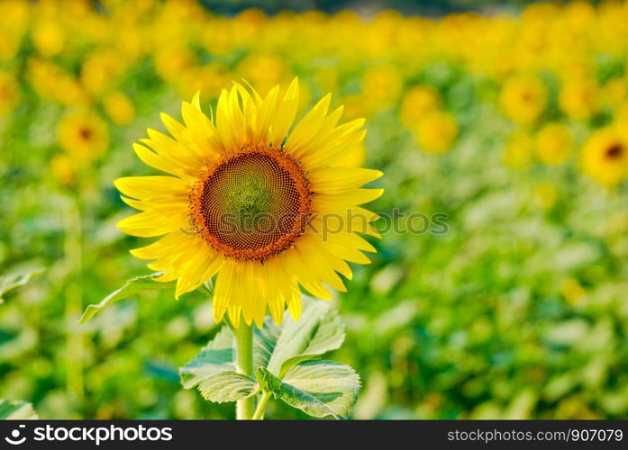 Blooming sunflower on sunflowers field background