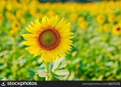 Blooming sunflower on sunflowers field background