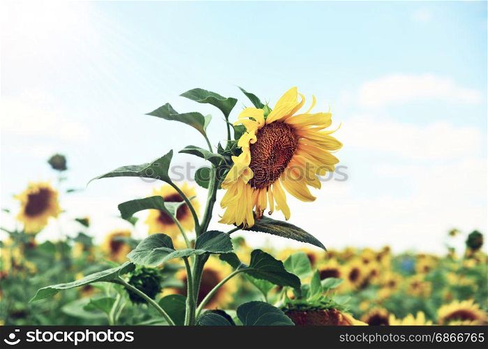 Blooming sunflower on the field in the rays of the bright sun, vintage toning