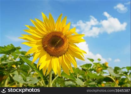 Blooming sunflower plantation and blue sky