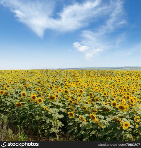 Blooming sunflower plantation and blue sky