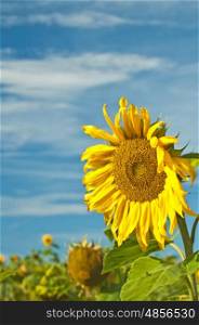 blooming sunflower. sunflower