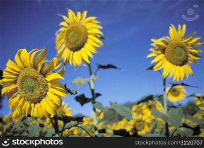 Blooming Sunflowers