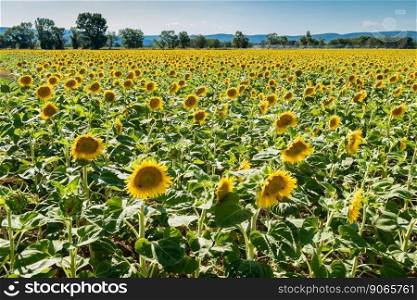 Blooming sunflowers field in France, Europe Union. Blooming sunflowers field in France, Europe