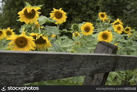 Blooming sunflowers in a private garden with wooden planks fence.